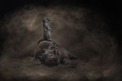 Meerkat standing on laying warthog