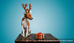 Curious dog wearing festive antlers on wooden table with present and blue background 48W1X5