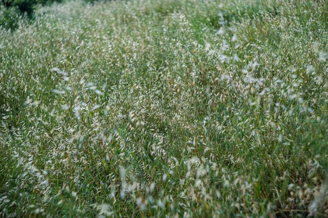 Wild flowering plant with blue flowers