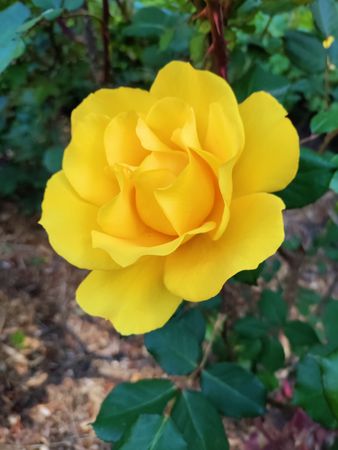 Single yellow rose in a bush