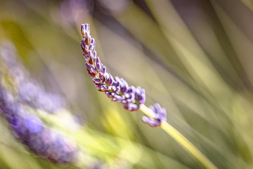 Side view of one purple lavender flower in in sunny field