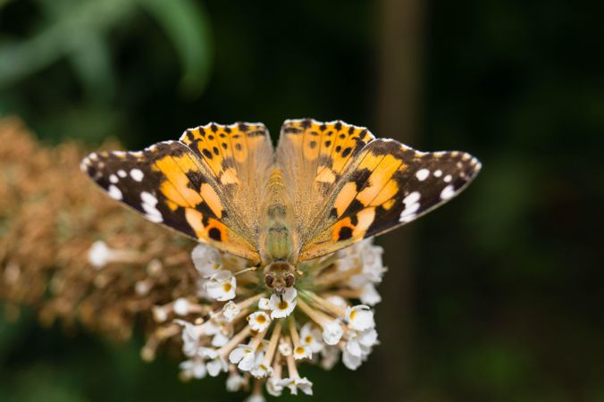 Brown butterfly perched on  flower