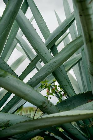 Long succulent plant leaves
