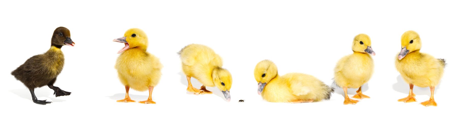 Yellow ducklings and dark duckling against light background