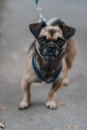 Domestic dog standing in street