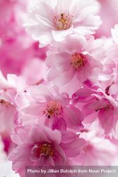 Pink cherry blossom flowers, vertical composition 4ANJQb