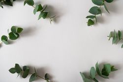 Eucalyptus leaves on light background