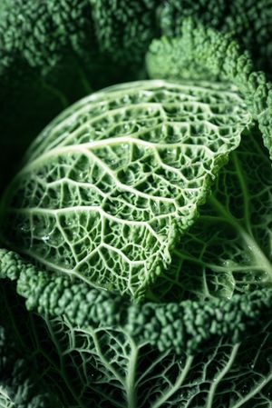 Close up of fresh cabbage