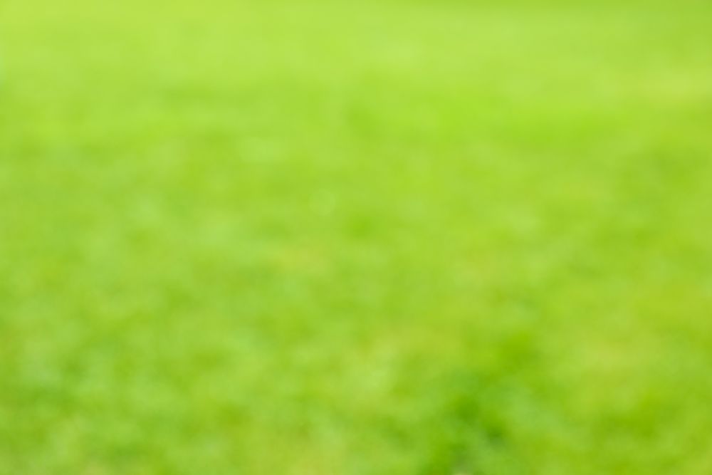 Fresh green grass texture. Blurred background, space for text