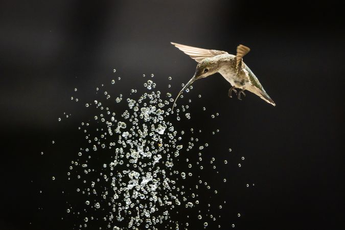 Hummingbird in Flight