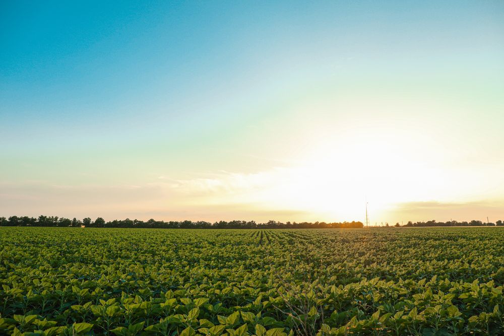 Green sunflower field at sunset, space for text. Agriculture