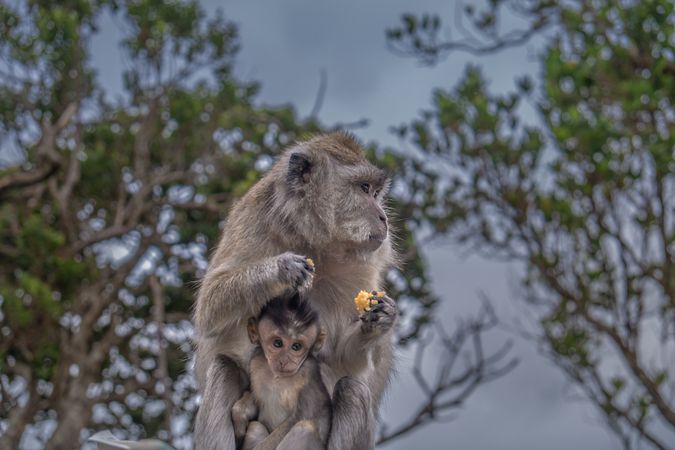 Macaque monkey with her baby