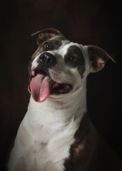 Strong attentive spotted Amstaff dog