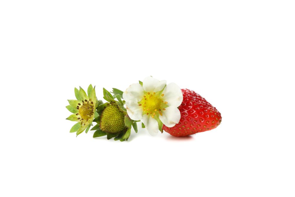 Tasty red strawberry isolated on plain background. Summer berry