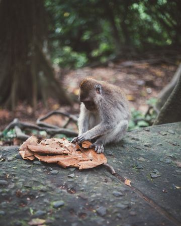 Cute monkey on stone in tropical woods