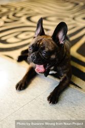 Adorable brindle French bulldog lying on floor yawning 4jVAR4
