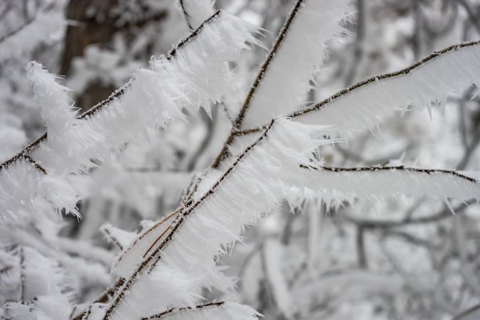 Winter snowy landscape