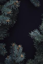 Branches bordering dark background