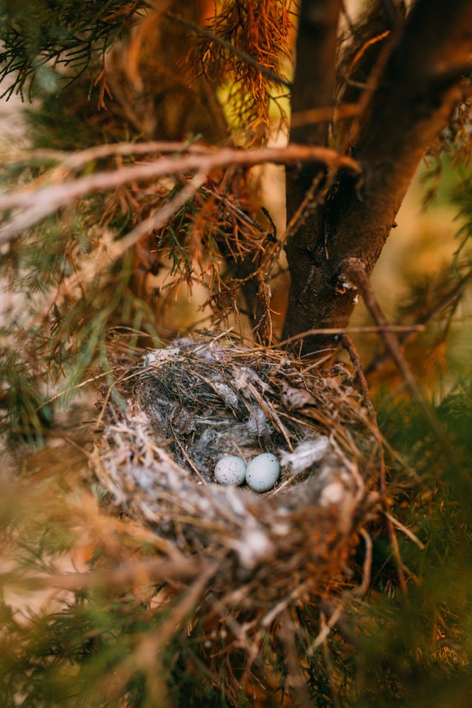 Bird nest on conifer tree