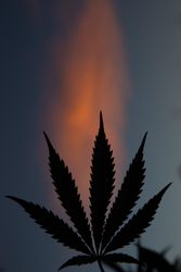 Silhouette of marijuana leaf at dusk