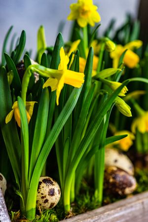 Spring frame with yellow daffodils with decorative quail eggs