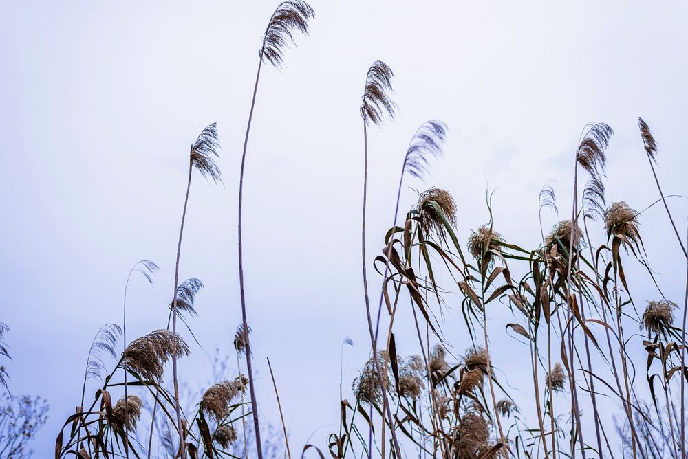 Low angle view of a wheat ears in field