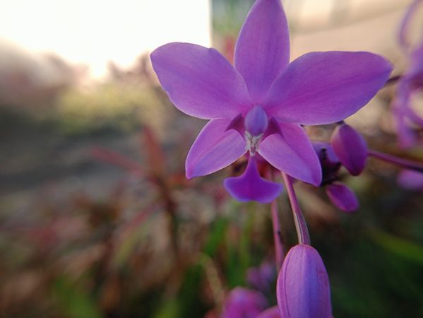 purple orchid flower background
