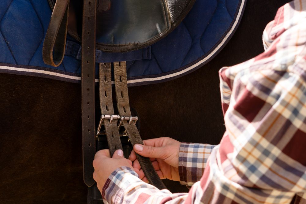 Hands adjusting saddle straps on horse.