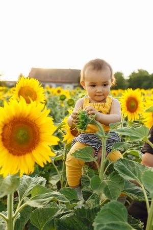 Anonymous person holding kid in blooming sunflower field