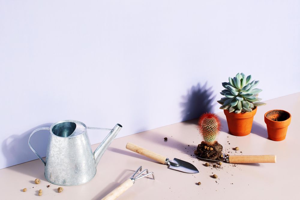Succulents being planted in mini pots on pastel purple background