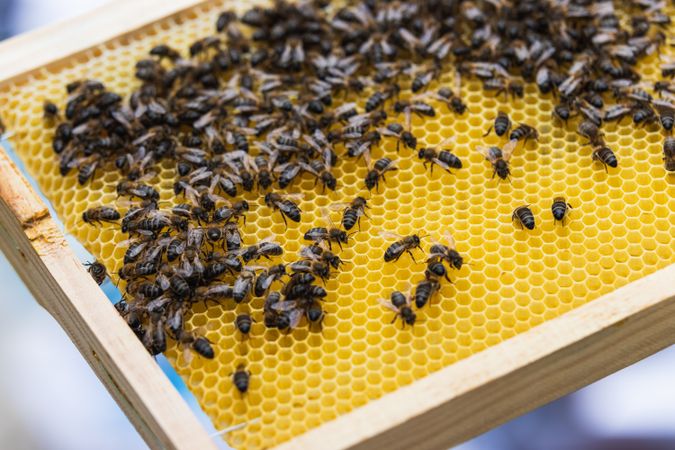 Honeycomb with bees in apiary