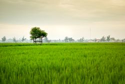 Lush green grass with trees on misty day in Indonesia