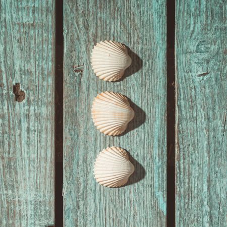 Three sea shells on bright blue background