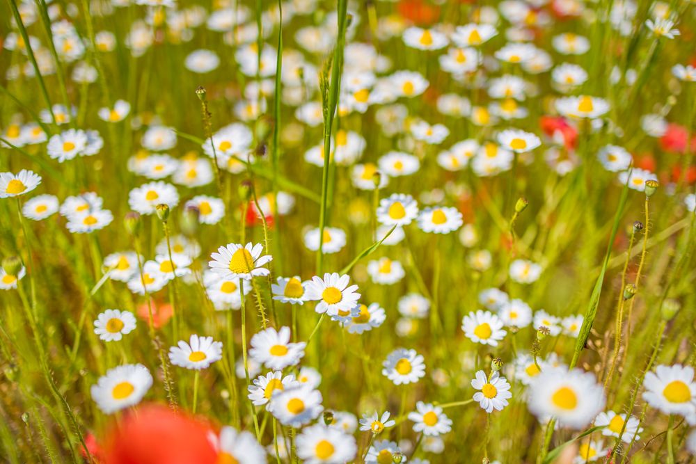 Daisies with selective focus