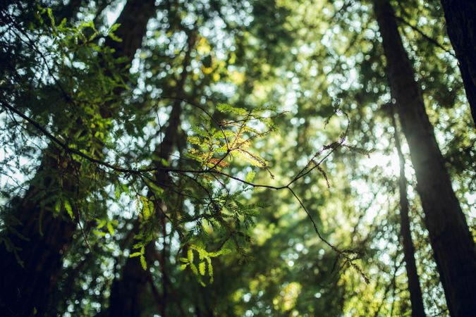 High green trees in forest in summer