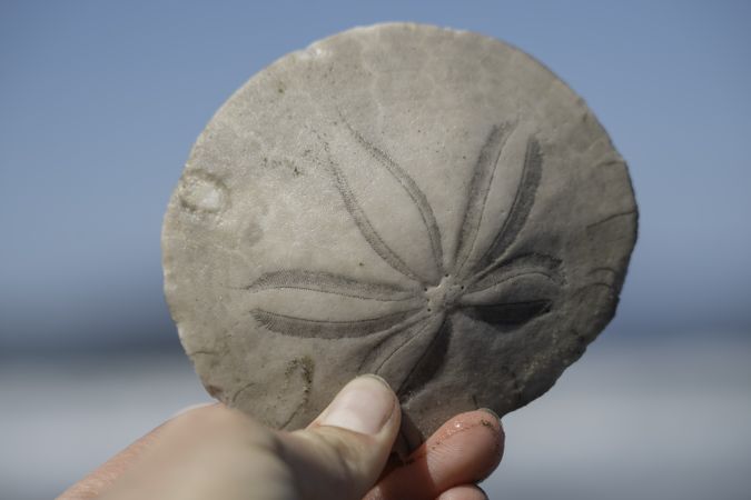 Sand dollar off the coast