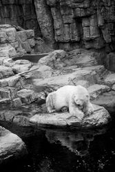 Polar Bear New York Zoo
