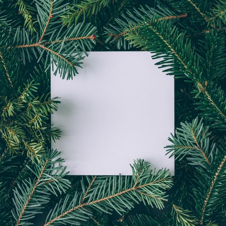 Christmas pine tree branches with paper card