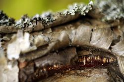 Bark on wood