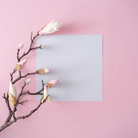 Flowers on brown branch on pastel pink background with paper card