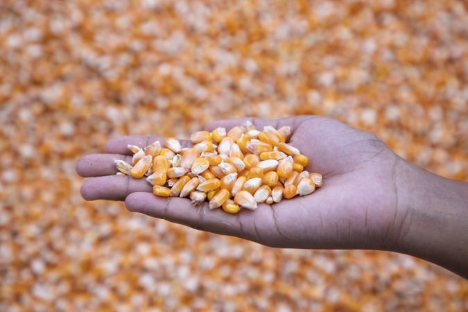 an agriculture concept in Corn seed hand
