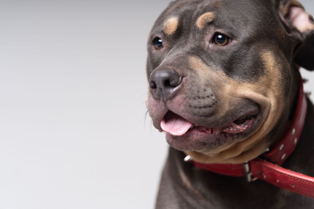 Portrait of pitbull in red spiked collar with copy space