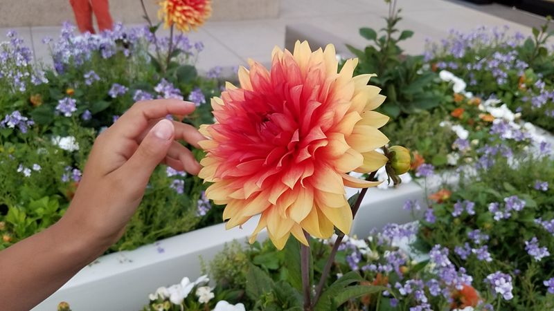 Hand reading to red and yellow dahlia