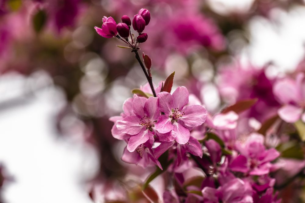 Cherry blossom on tree branch on spring day