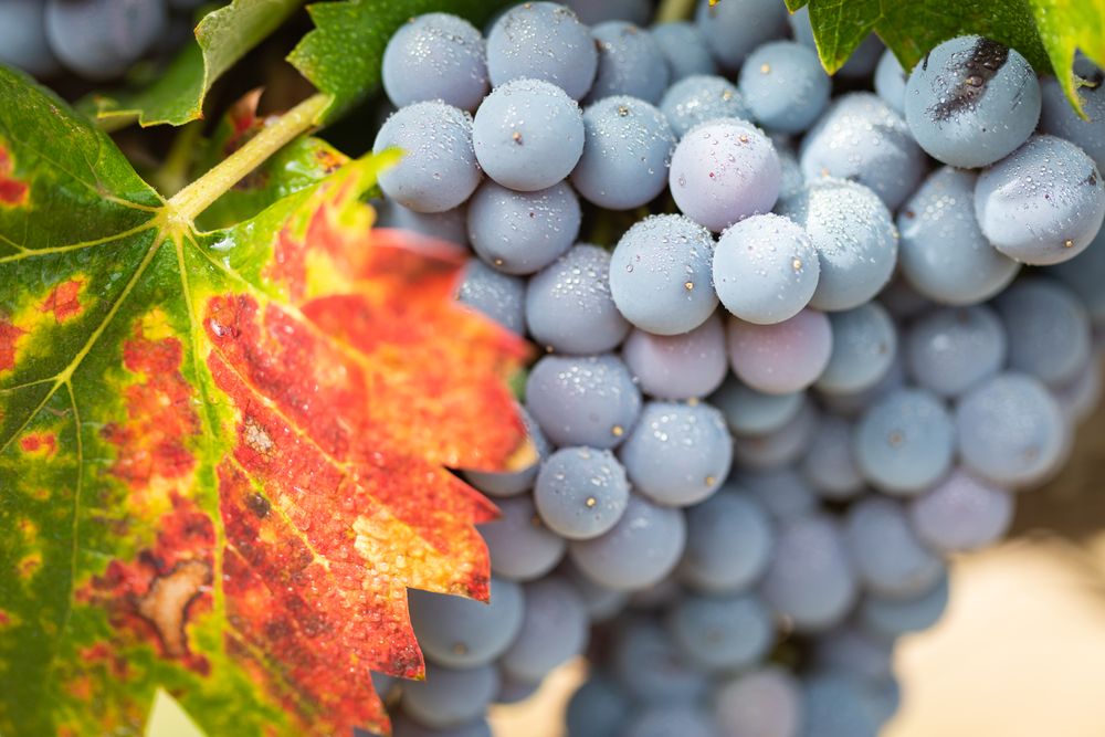 Vineyard with Lush, Ripe Wine Grapes on the Vine Ready for Harvest