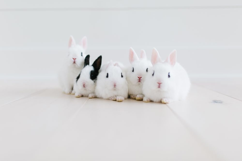 Rabbits on light floor
