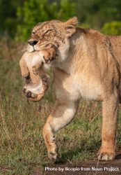 Lioness playing with her cub bew9p5