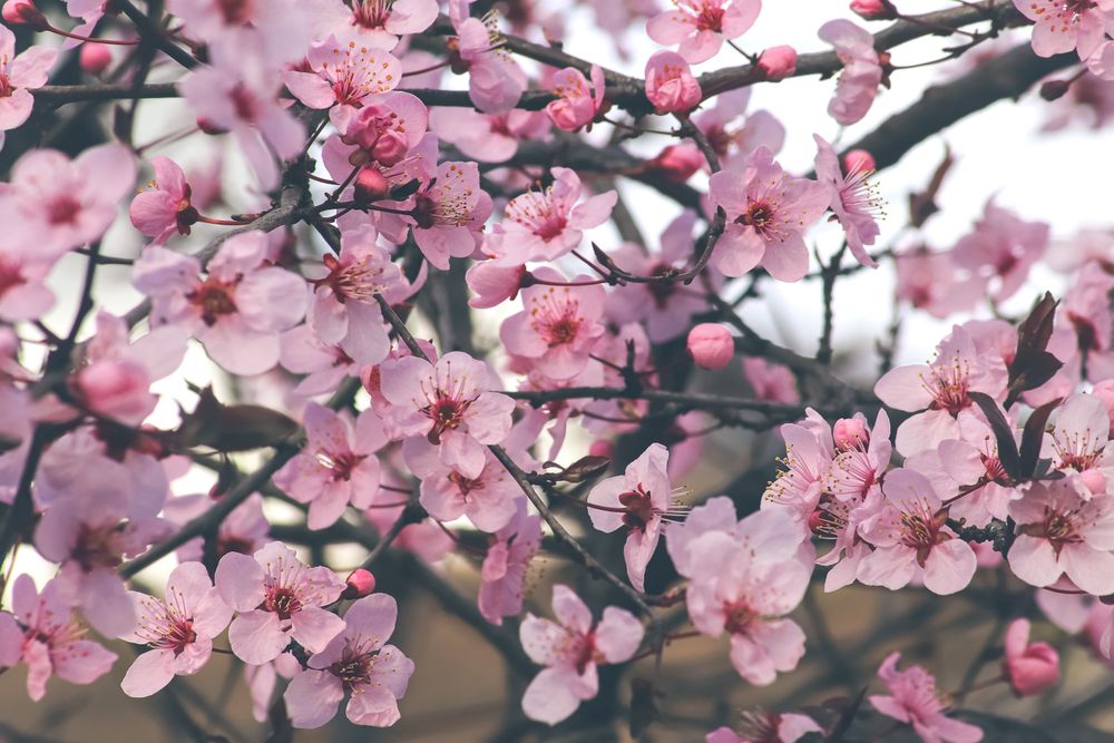 Fowers of the cherry or apple blossom. Sakura flower.