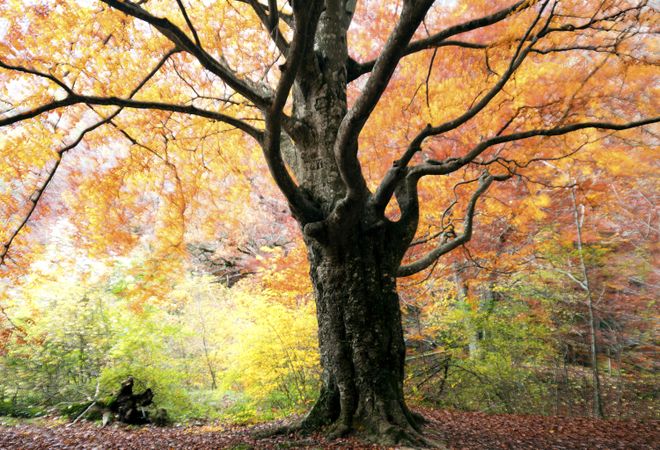 Blurred trees in forest