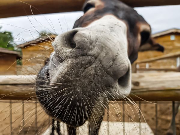 Close up wide shot of donkey’s nose